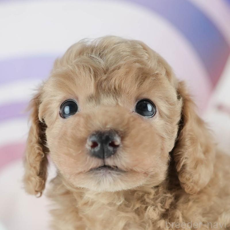 成約済の茨城県のトイプードル-413683の7枚目